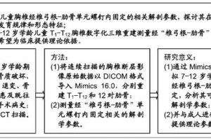 学龄期儿童胸椎经椎弓根-肋骨单元内固定的数字化丈量