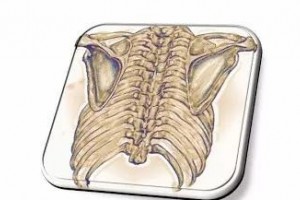你的后背常常痛苦需求检查一下肩胛骨是否有凹凸的现象