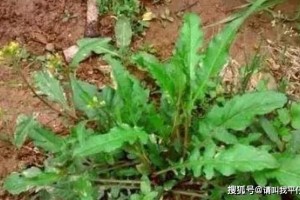 肝好的人会长命乡村4种野菜降怒火清肝毒无妨多吃